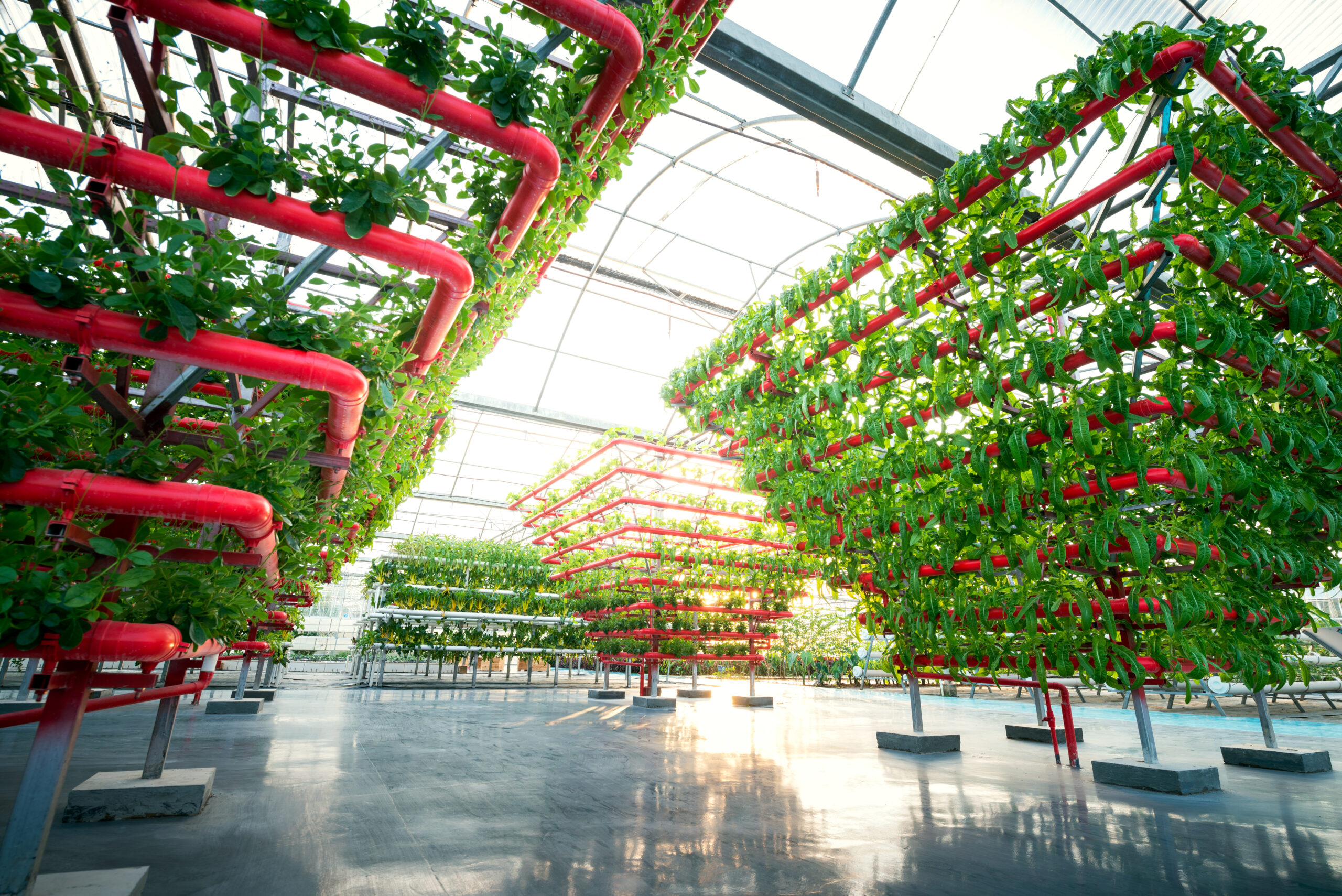 IoT Destekli Dikey Çiftlikler: Akıllı Tarımın Geleceği