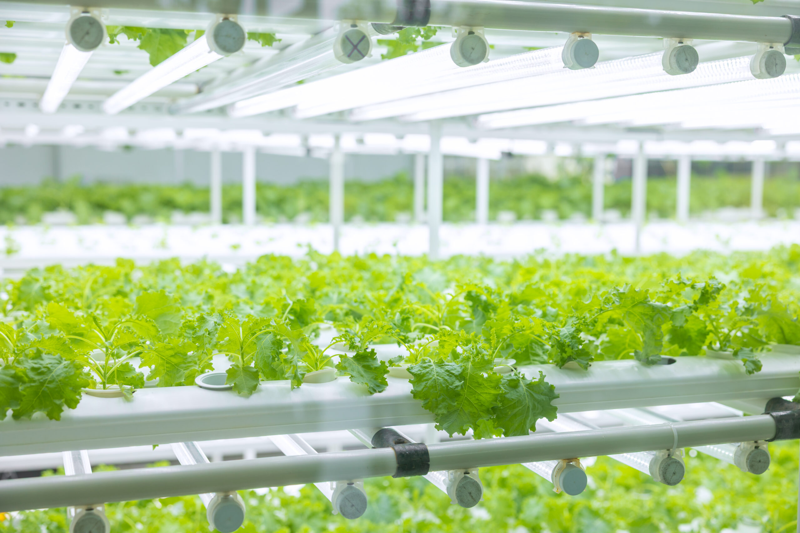 Şehirde Taze ve Sağlıklı Gıdaya Erişim: Topraksız Tarım Çiftlikleri